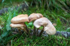 Borrowdale mushrooms