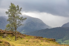 Grange Fell birch