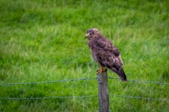 buzzard