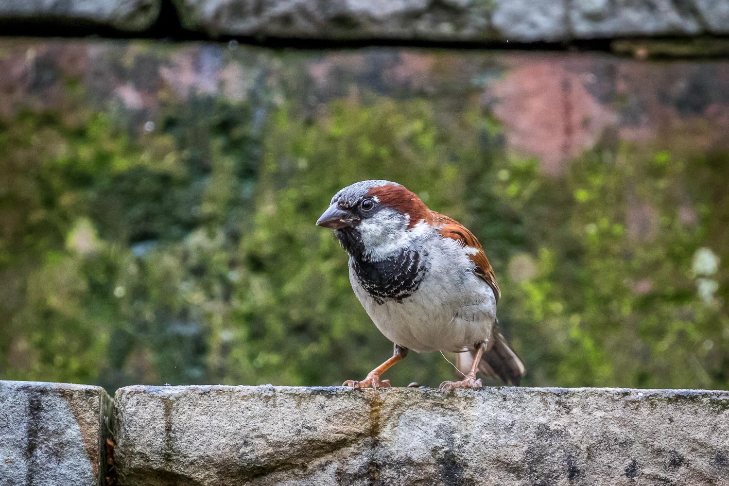 Hosue sparrow Lake District
