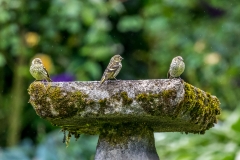 Siskin Lake District