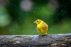 Yellowhammer Lake District