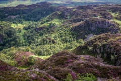 Grange Fell walk, heather