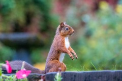 Red squirrel