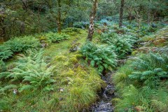 Borrowdale woodland