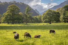 Herdwick, Castle Crag
