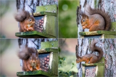 Red squirrel lake district