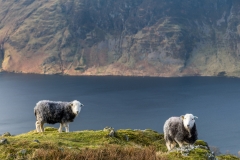 Herdwick on Grasmoor