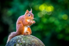 Red squirrel Lake District