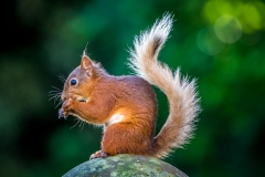 Red squirrel Lake District