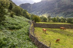 Great Crag walk, Stonethwaite, Borrowdale