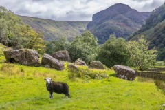 Eagle Crag, herdwick