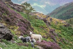 Herdwick