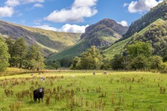 Eagle Crag, herdwick