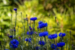 Cornflower