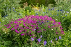 Great Dixter borders