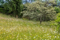 Great Dixter meadow