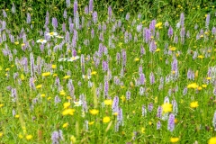Common spotted orchid