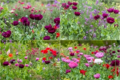 Great Dixter poppies
