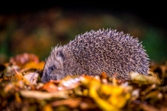 Hedgehog Lake District