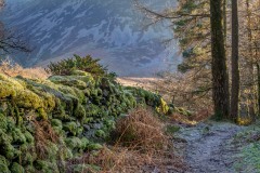 Lanthwaite Wood