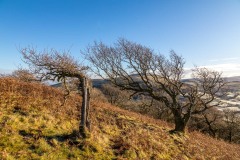Great Mell Fell tree