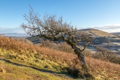 Great Mell Fell tree