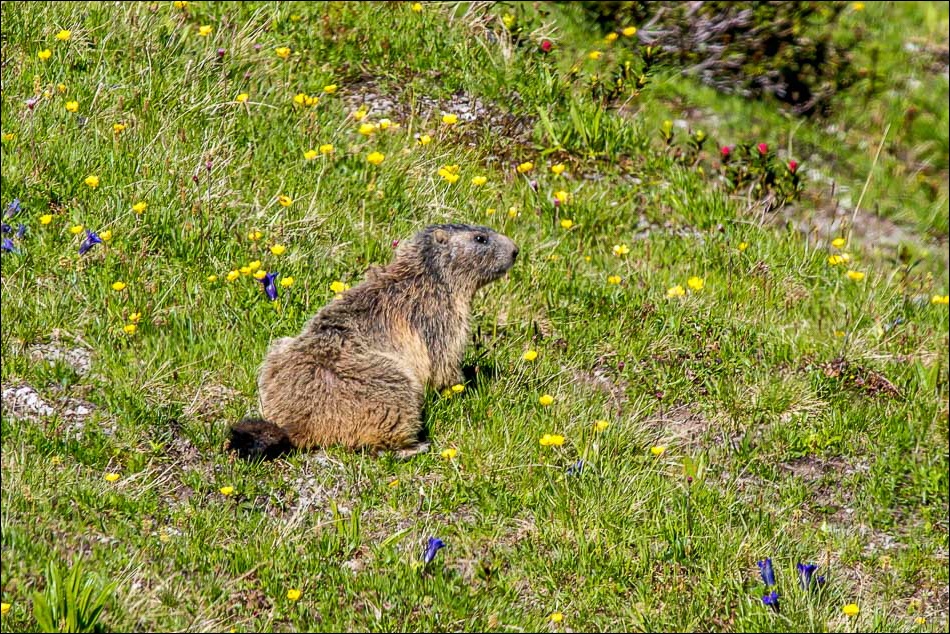 Marmot, Austrian Alps