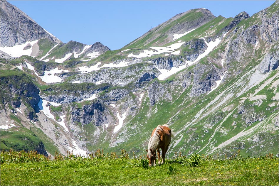 Palomino Austrian Alps