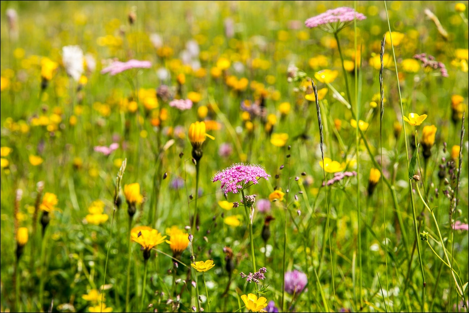 wild flowers, Austrian Alps
