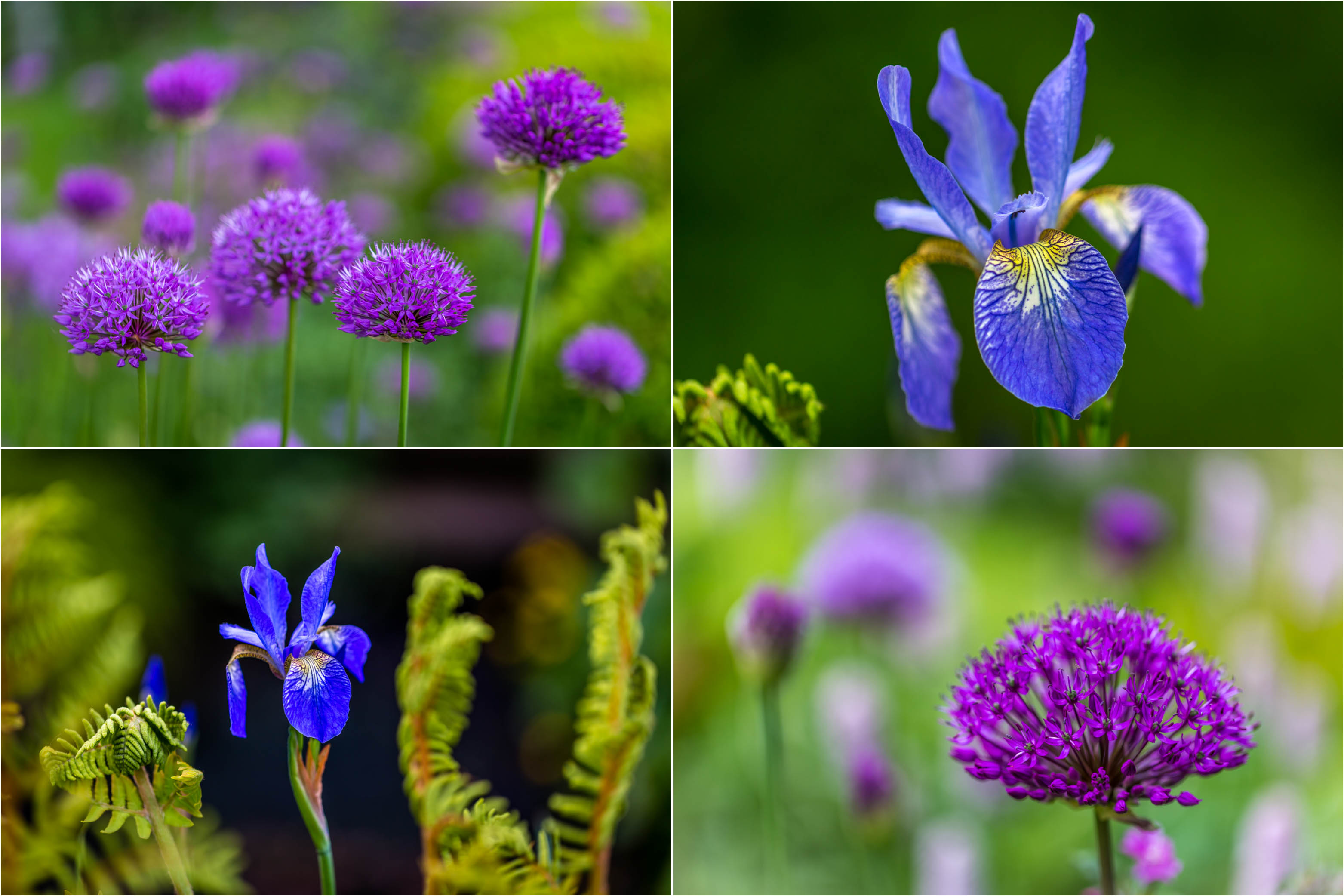 Allium and iris