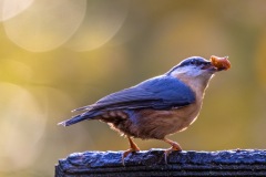 Nuthatch