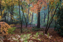Ray Wood, Castle Howard