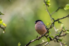Bullfinch