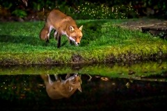 Fox