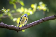 Blue tit