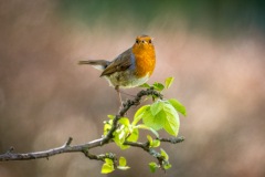 Robin