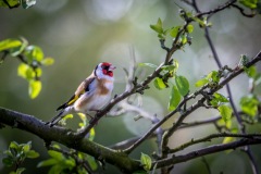 Goldfinch