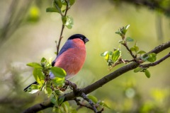 Bullfinch