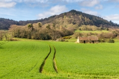 Hackness walk, Coomb Hill