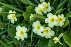primrose