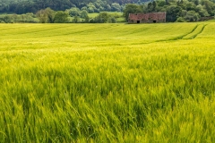 Hackness walk