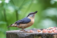 Birdwatcher's car park Forge Valley