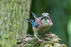 Birdwatcher's car park Forge Valley