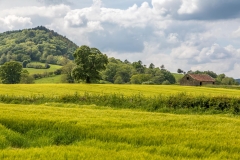 Hackness walk, Coomb Hill