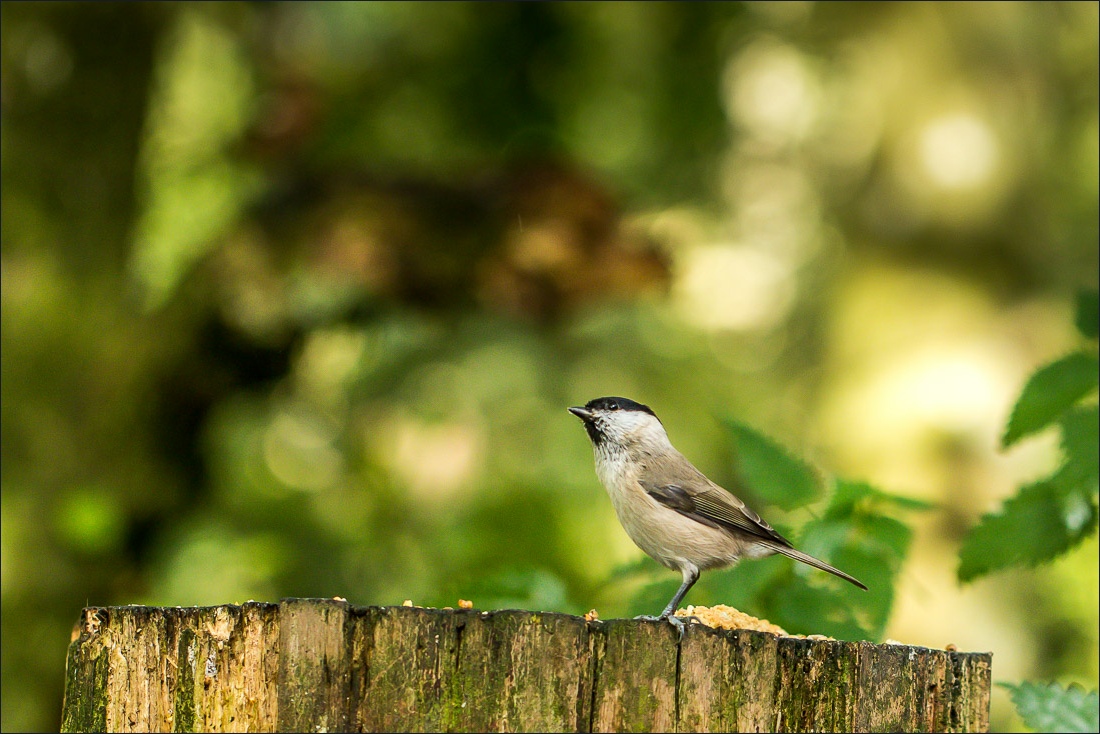Birdwatchers’ Car Park Forge Valley, marsh tit, willow tit Birdwatchers’ Car Park Forge Valley, marsh tit, willow tit