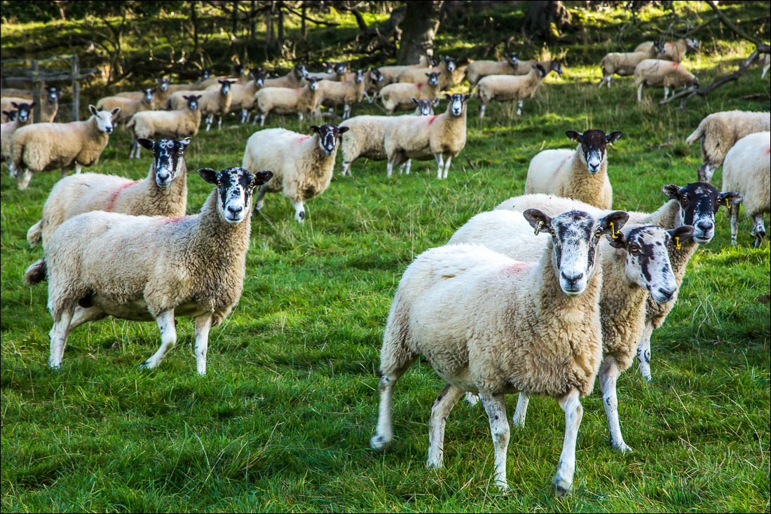 Hackness walk Hackness walk