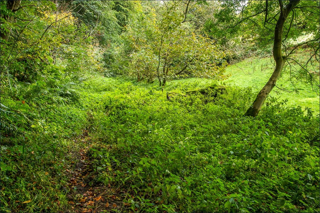 Hackness walk, Broxa Rigg Hackness walk, Broxa Rigg