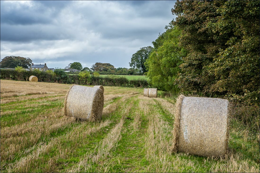 Hackness walk, Broxa Rigg Hackness walk, Broxa Rigg