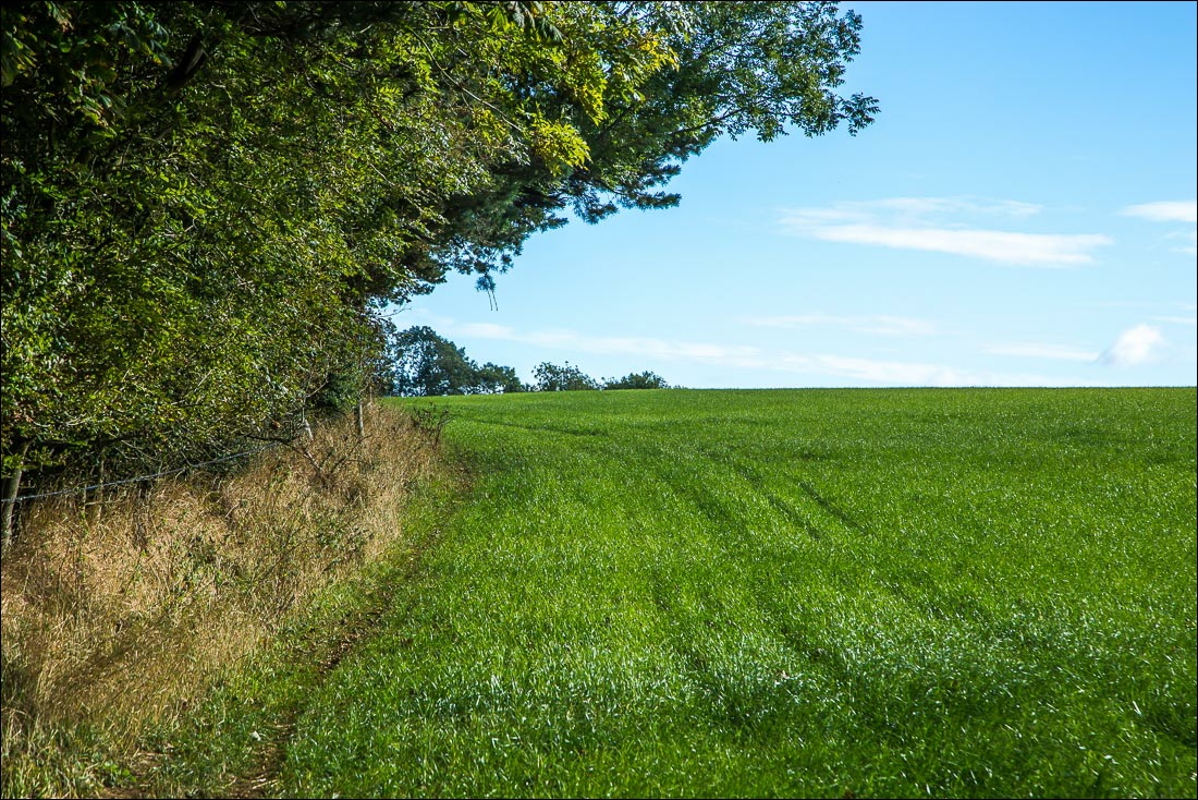 Hackness walk, Broxa Rigg Hackness walk, Broxa Rigg